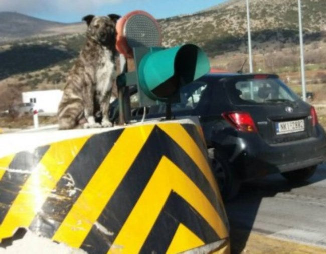 Κοζάνη: Αυτός είναι ο σκύλος… φύλακας των διοδίων στον Πολύμυλο – Η θέση που του αρέσει (εικόνες)